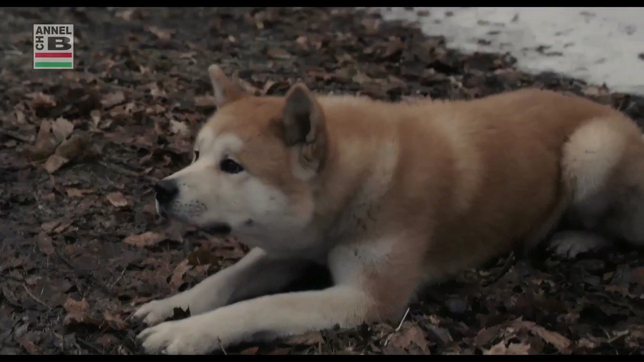 Hachiko---A-Dogs-Story-2021-Bengali-Dubbed-Movie.mp4_snapshot_01.07.24.800.jpg