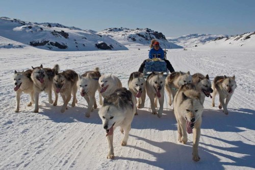 world of greenland dogsledding 02thomas eltorp jav10 141